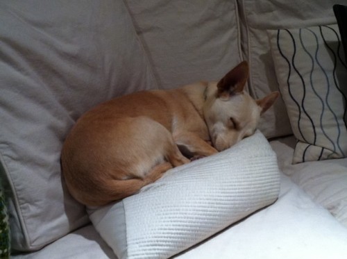 Lucy Takes a Cat Nap